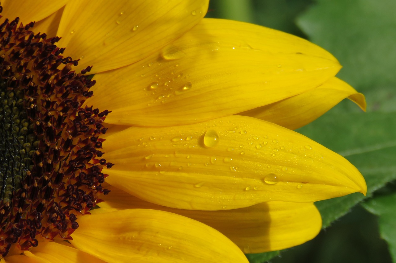 sunflower, flower, yellow-2881039.jpg